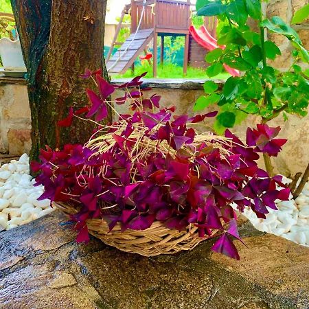 Triglav Edelweiss Guest House Pavel Banya Luaran gambar