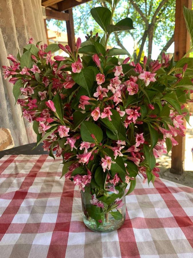 Triglav Edelweiss Guest House Pavel Banya Luaran gambar